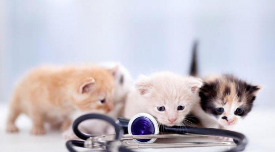 Прививки кошкам и котятам. какие и когда делать