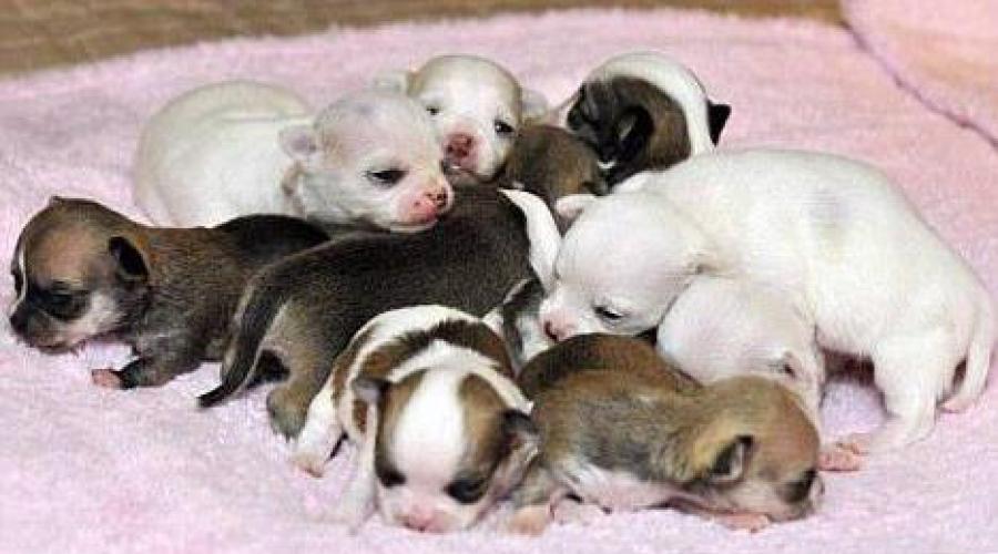 Слышат ли новорожденные щенки. В каком возрасте щенки открывают глаза, начинают слышать и ходить
