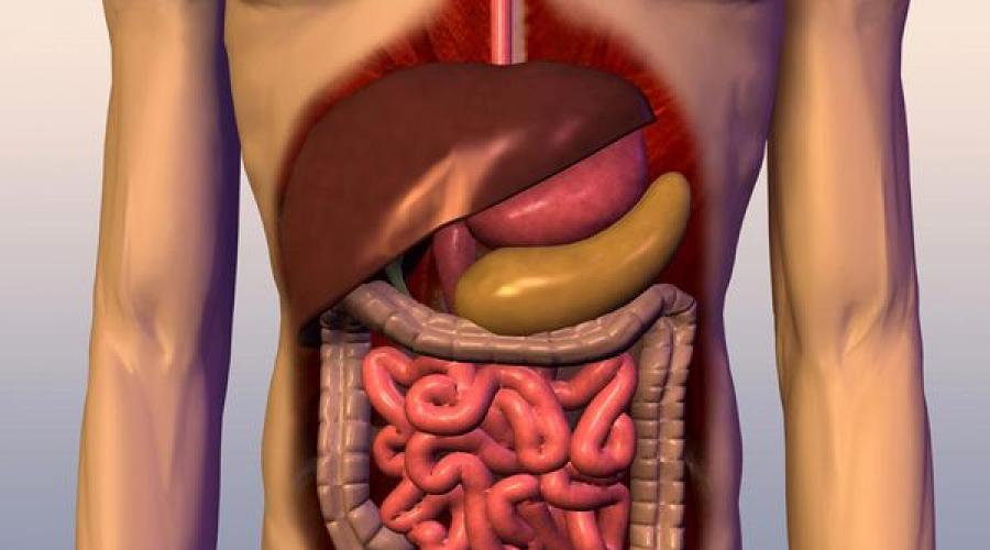 Процесс пищеварения в организме человека: по времени. Раздел статей про заболевания жкт и методах их лечения Что может переварить желудок человека