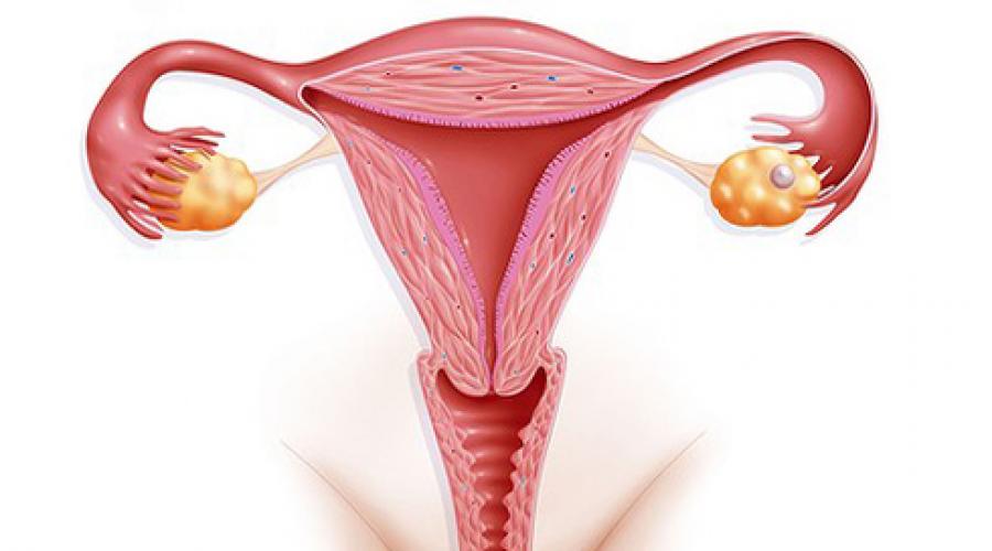 Все об эндометрии. Причины и лечение гиперплазии эндометрия матки