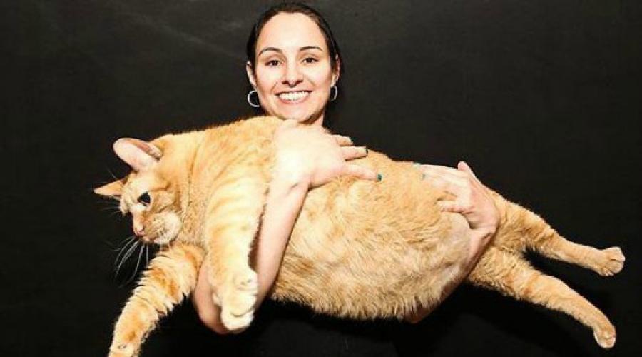 Самый толстый кот. Топ самых больших котов в мире