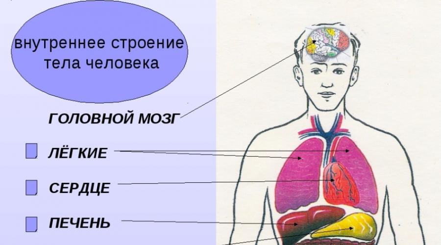 2 класс тех карта строение тела человека