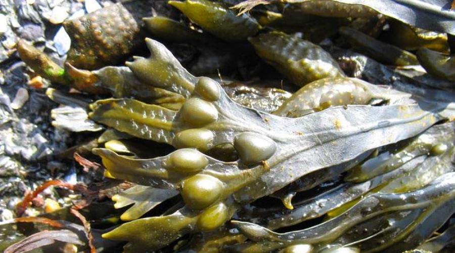 Фукусы морские водоросли как принимать. Полезные свойства и вред водорослей фукус