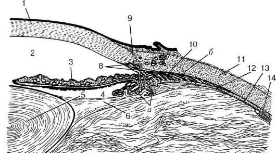 Строение переднего. Передний отдел глазного яблока гистология. Лимб глаза гистология. Строение переднего отдела глазного яблока. Схема строения глазного яблока гистология.