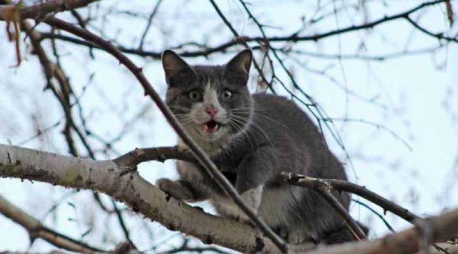 Основные варианты, как снять кота с дерева самостоятельно и с помощью служб. Как снять кошку с дерева: полезные советы Кот на дерево залез как снять