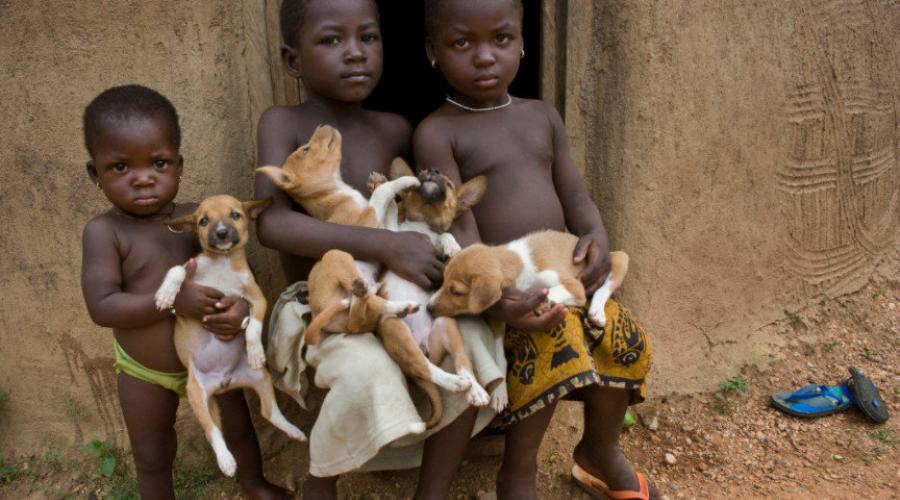 Басенджи - фото, описание и характер породы. Африканская нелающая собака басенджи Басенджи рядом с человеком