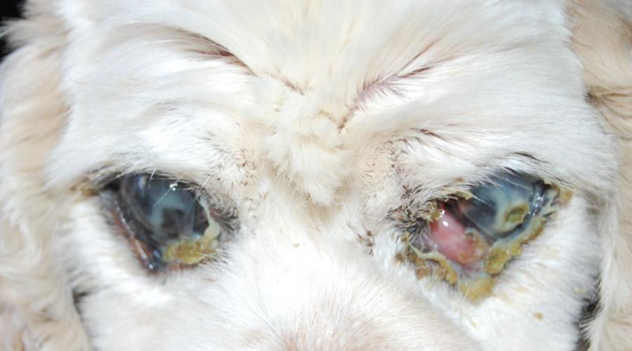 Гноятся глаза у собаки причины как лечить. У собаки гноится глаз, что делать? Советы ветеринаров