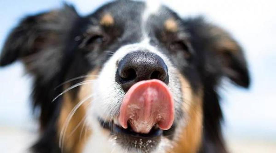 Сухой нос у собаки — причины и лечение патологии. Что означает сухой нос у собаки Почему у щенка сухой нос
