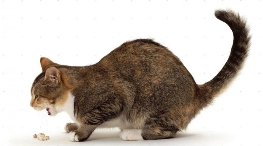 Почему кот кашляет и что при этом делать. Лечим кашель у кошек: симптомы и причины, кашель и хрипы Кот кашляет после еды почему