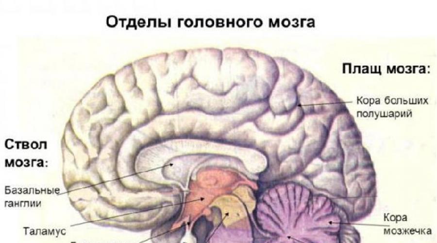 Головной мозг и его состав. Головной мозг: функции, строение