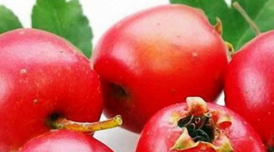 Лечебные полезные свойства плодов и цветов боярышника. Польза и вред боярышника для здоровья