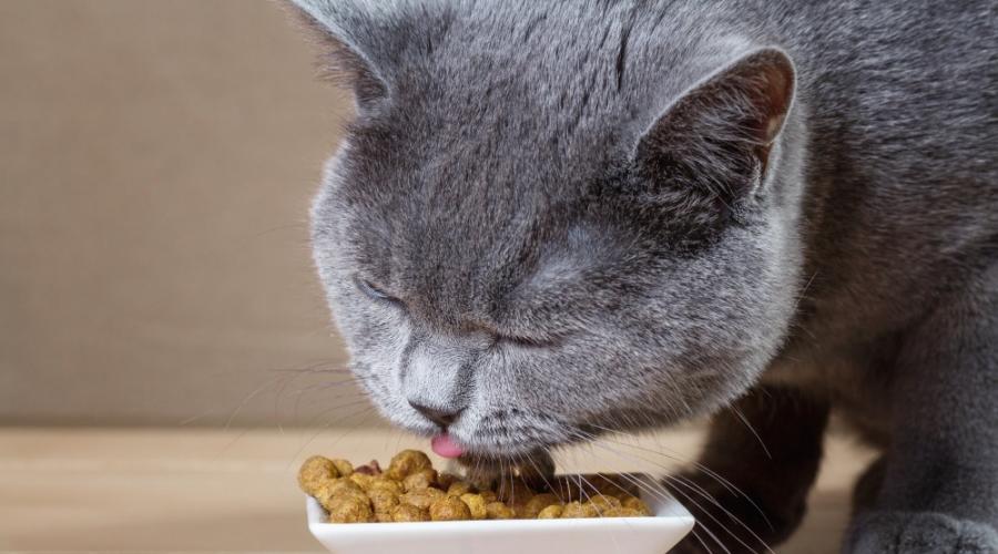Что можно есть кастрированным котам. Как правильно кормить кота после кастрации