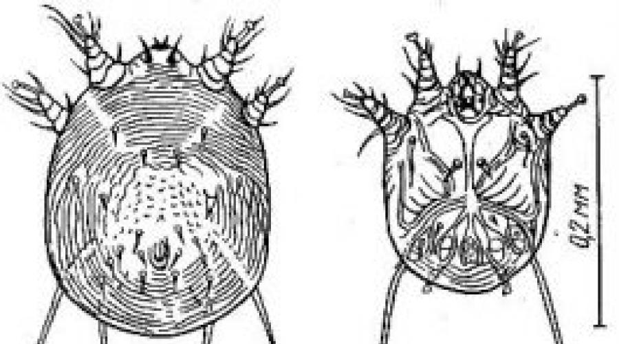 Хозяева чесоточного зудня