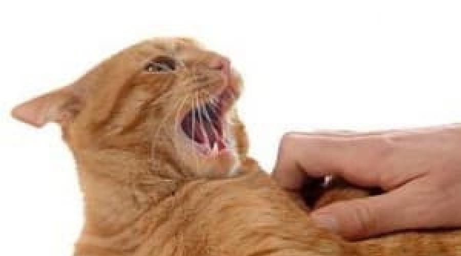 Кошка кусается на приеме у ветеринара. Как успокоить и удержать кошку во время проведения лечебных процедур