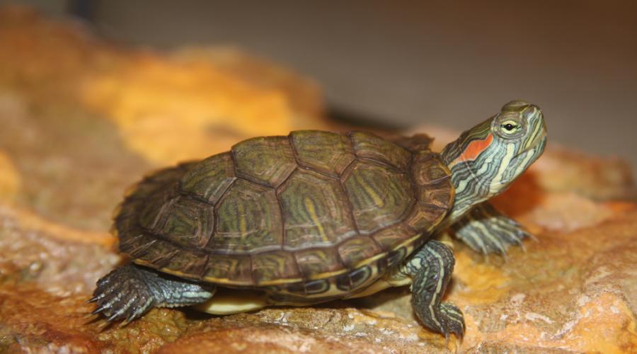 Опухли глаза у красноухой черепахи что делать. Что делать, если красноухая черепаха не открывает глаза? Возможные причины, лечение