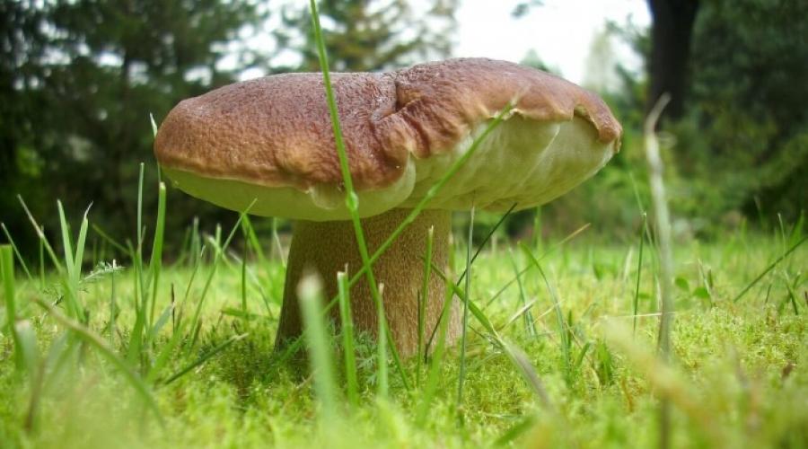Чем полезны и вредны грибы для человека? Полезные свойства грибов лечебные грибы чем полезны грибы Кому полезны грибы. 