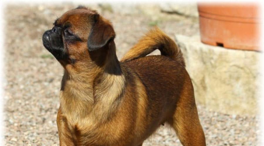 Маленький друг для души — брабансон: порода собак из Бельгии. Пти брабансон (малый брабансон) Грифон короткошерстный