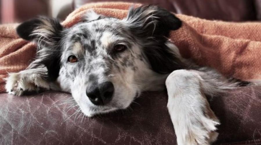 Дисплазия у собак: симптомы и лечение. Дисплазия тазобедренных суставов у собак: диагностика, лечение и прогнозы