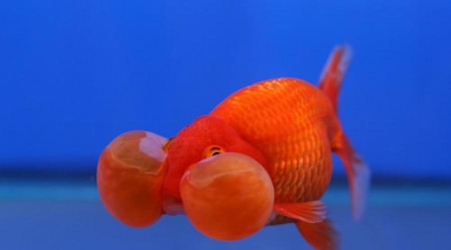 Водяные глазки красные. Золотая рыбка «Водяные глазки» (лат