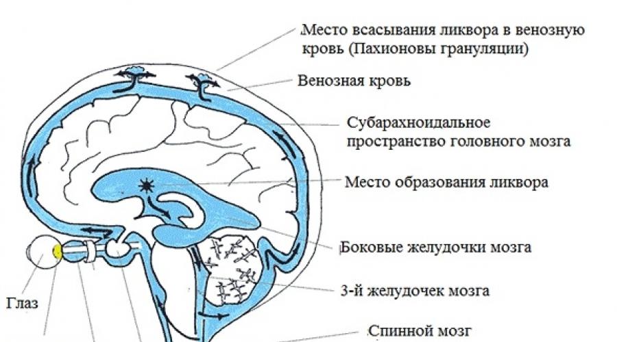 Признаки расширения субарахноидального пространства. Циркуляция ликвора в головном мозге. Схема оттока цереброспинальной жидкости. Система оттока ликвора из головного мозга. Схема циркуляции ликвора.