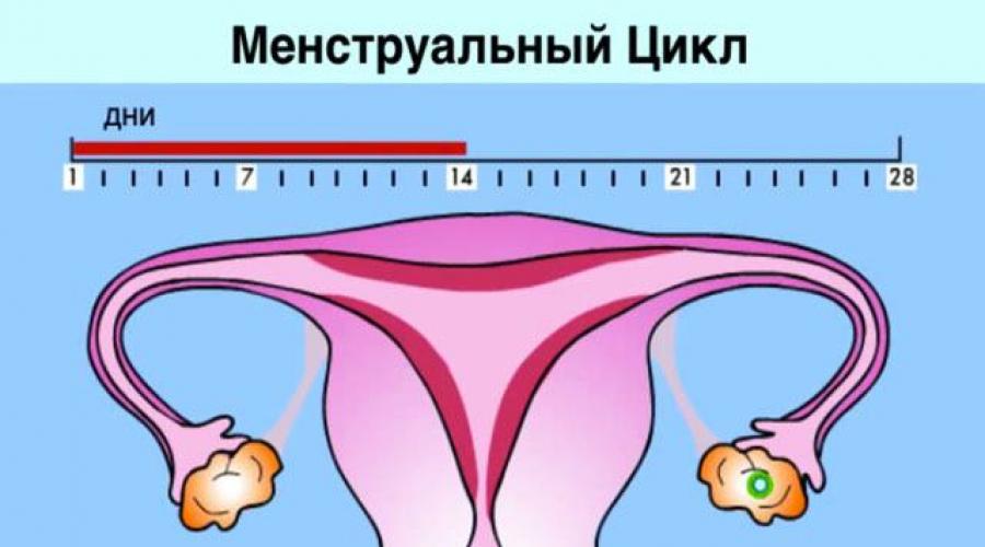 Последний день месячных. Менструальный цикл матка. Менструальный цикл картинки. Нарушение менструального цикла картинки. Менструальный цикл у девушек.