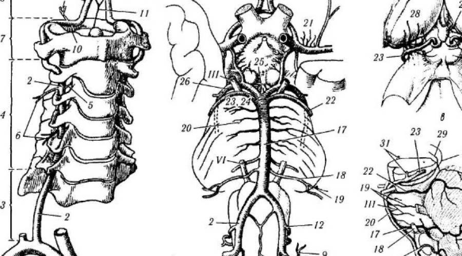 Сосуды шеи: анатомия и симптомы заболеваний. Особенности кровоснабжения головного мозга Венозный круг головного мозга