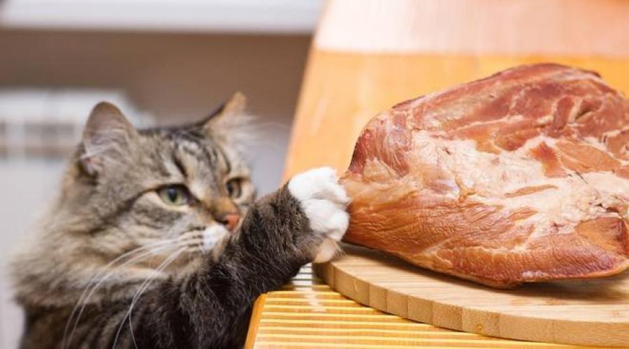 Чем можно кормить кота из натуральной пищи. Чем нельзя кормить кошек: список запрещенных продуктов