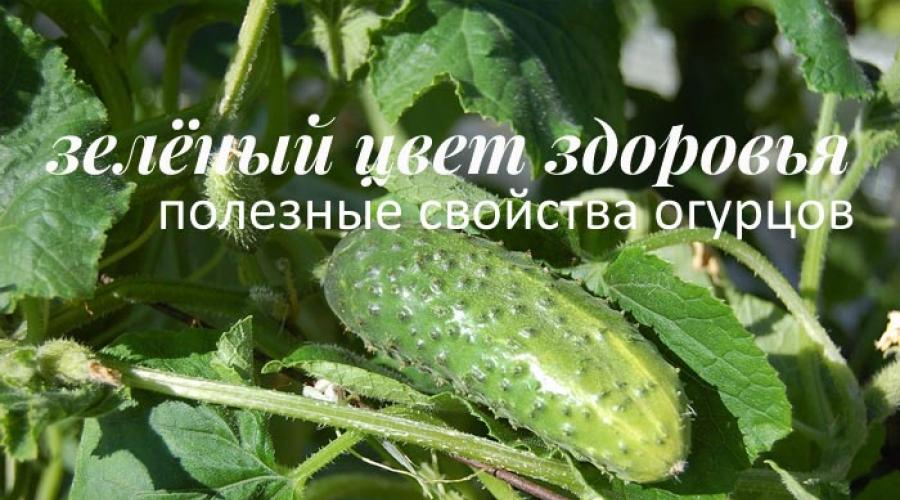 Свежие огурцы — польза и вред для организма. Огурцы – Польза и Вред, Полезные Свойства, Калорийность и Противопоказания