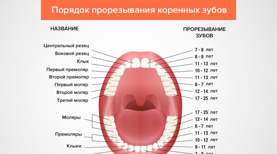 Выпадают ли коренные зубы у детей. В каком возрасте меняются молочные зубы у детей