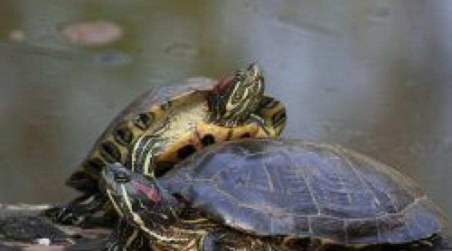 Красноухая черепаха не открывает глаза: причины и что делать. Лечение красноухой черепахи: не отрываются глаза Сухопутная м черепаха не открывает один глаз