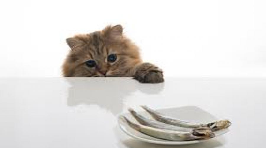 Что делать если кошка лезет на стол. Как отучить кота лазить по столам? Можно ли отучить кота лазить по столам? Покой и безопасность