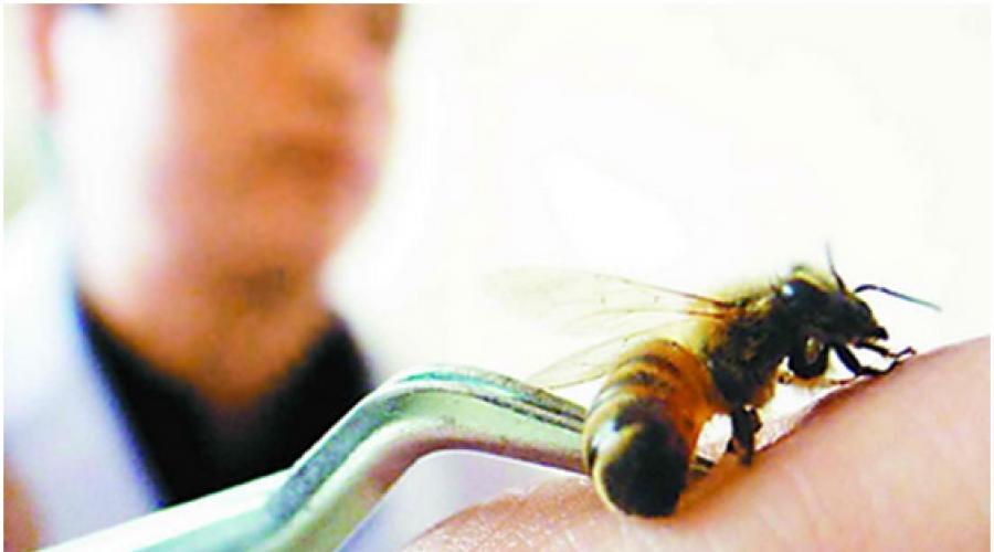 Польза пчел для человека и природы. Лечение пчёлами: польза, противопоказания, народные рецепты