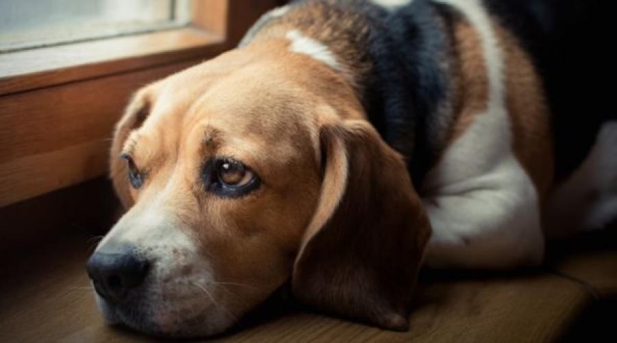 Лечение инфекции мочевыводящих путей у собак. Мочеполовая система собак