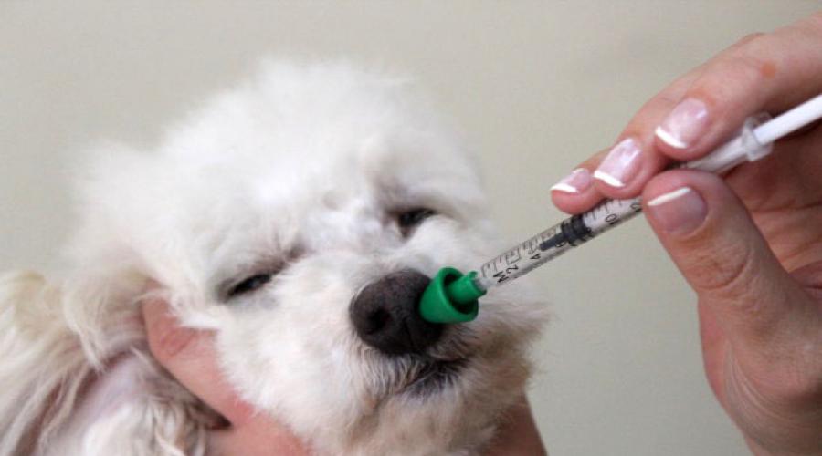 Нобивак для собак: инструкция по применению. Нобивак кс, описание Описание и состав вакцины nobivac от бешенства