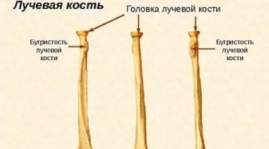 Лучевая кость. Описание костей предплечья — лучевая кость
