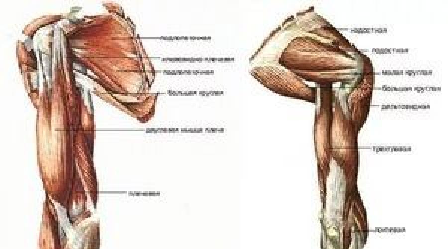 Мышцы плеча анатомия картинки