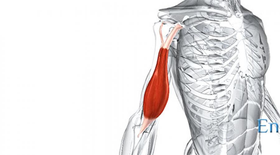 Как называются все мышцы на спине человека. Бицепс — двуглавая мышца плеча. Строение бицепса и его функции