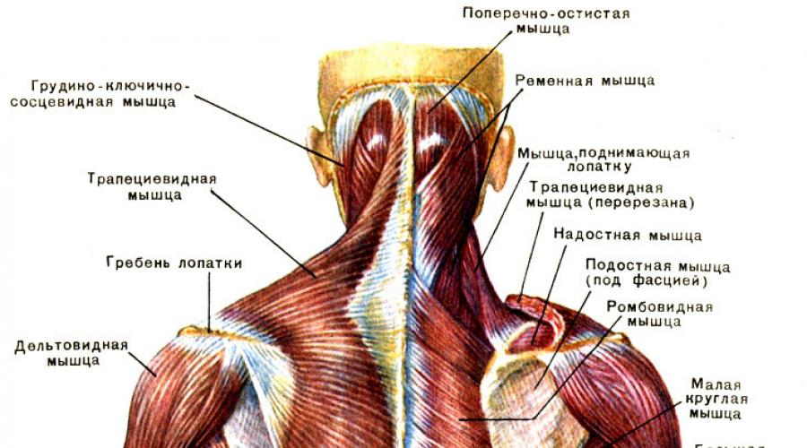 Глубокие мышцы верхней конечности. Большие круглые волокна