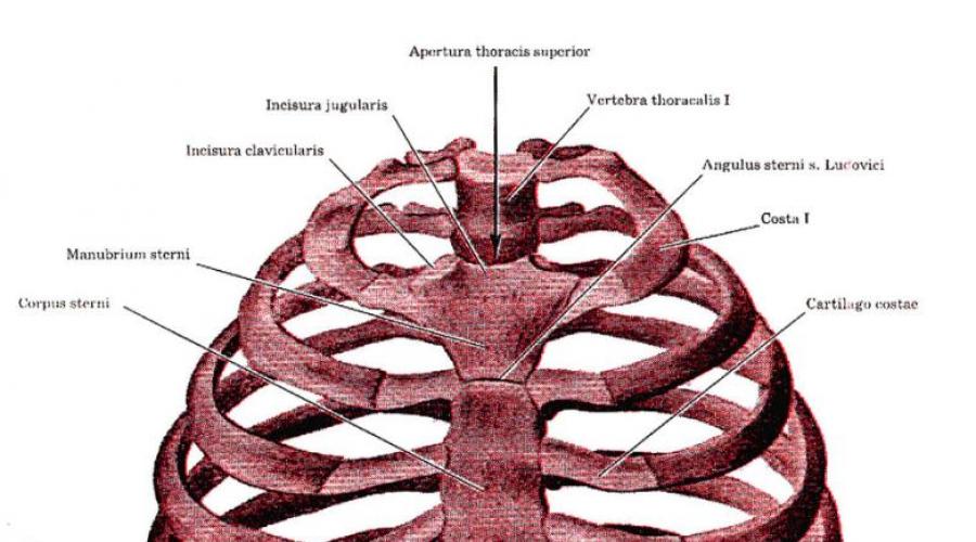 Адамово ребро. Ребра человека. Расположение ребер у человека. Нумерация ребер грудной клетки человека. Строение мужских ребер.