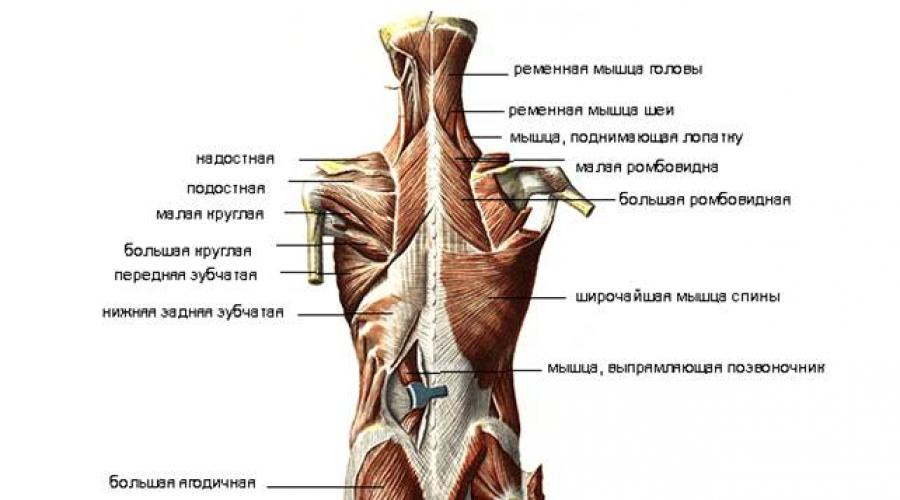  Классификация мышц по форме, строению и функции