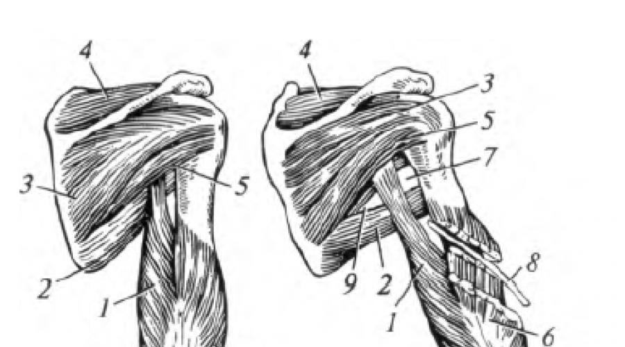 Мышцы плечевого пояса анатомия атлас